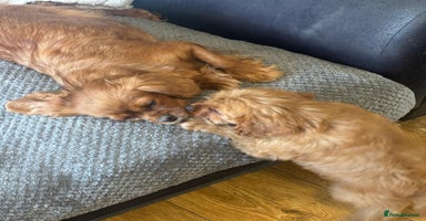 Cavapoo dogs - Advert 1