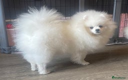Pomeranian dogs for sale: Gorgeous pure white kc-reg Girl  - Image 1