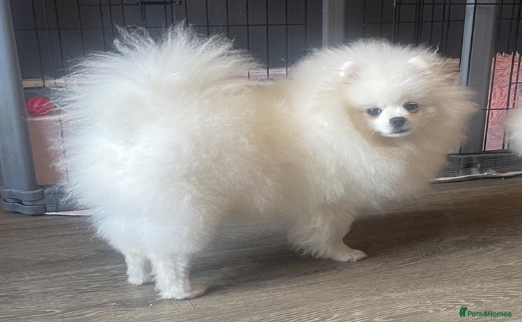 Pomeranian dogs - Advert 1