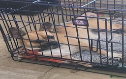 Mixed Breed dogs for sale: Rudy  - Image 3
