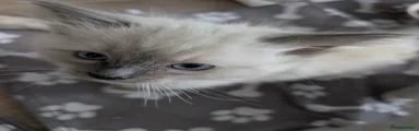 Ragdoll 4