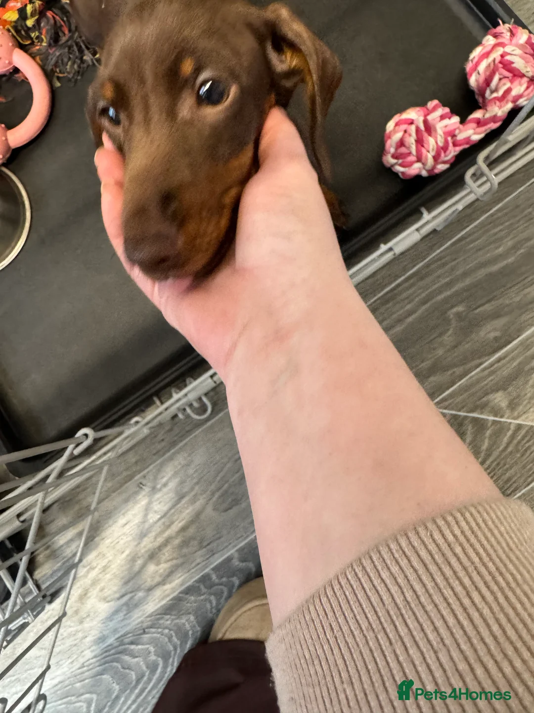 Miniature Dachshund dogs for sale: Lilly miniature dachshund  - Advert 5