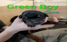 Dobermann dogs for sale: #ShadowdairDobermans #Pregnancy#DobermanLove - Image 22