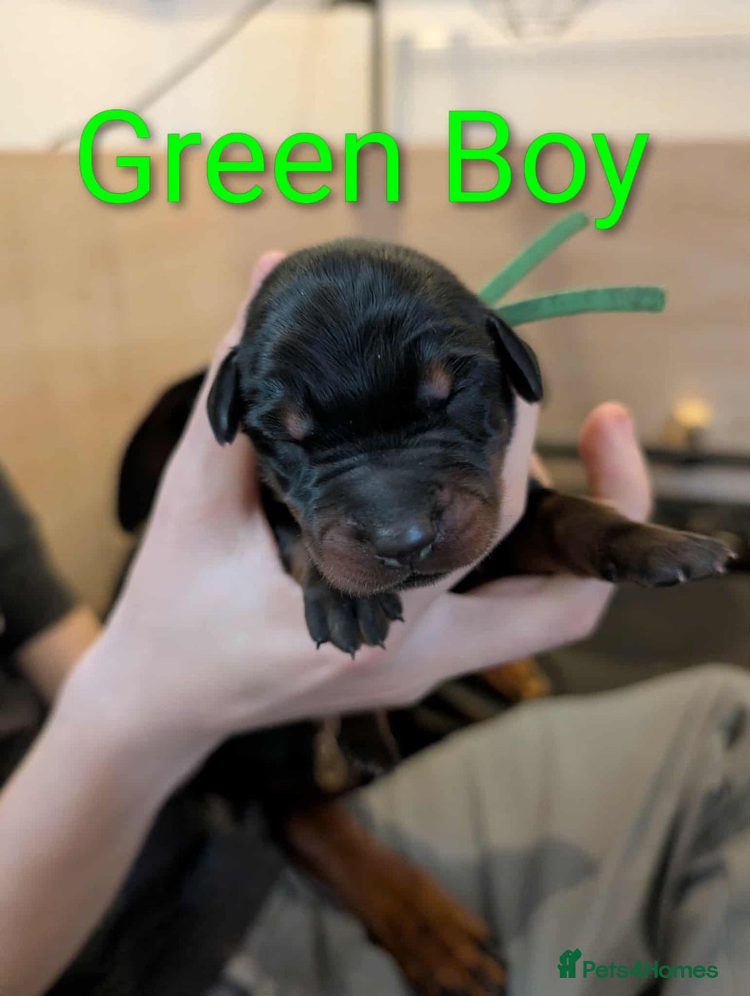 Dobermann dogs for sale: #ShadowdairDobermans #Pregnancy#DobermanLove - Image 22