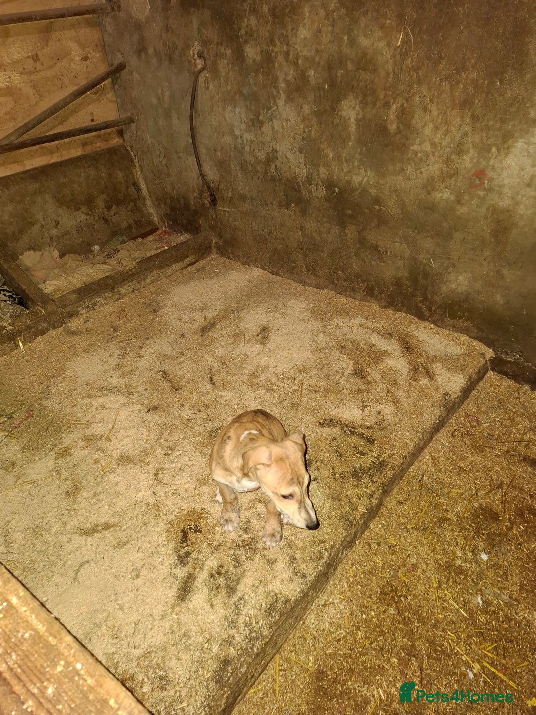 Lurcher dogs for sale: Lurcher pups for sale  - Advert 4