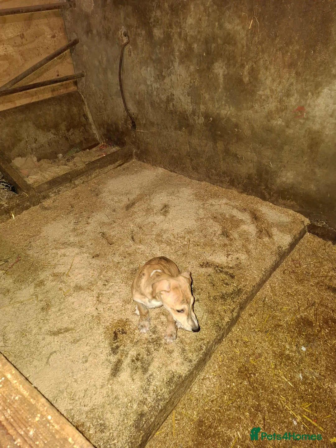 Lurcher dogs for sale: Lurcher pups for sale  - Advert 4