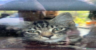 Mixed Breed cats - Advert 4