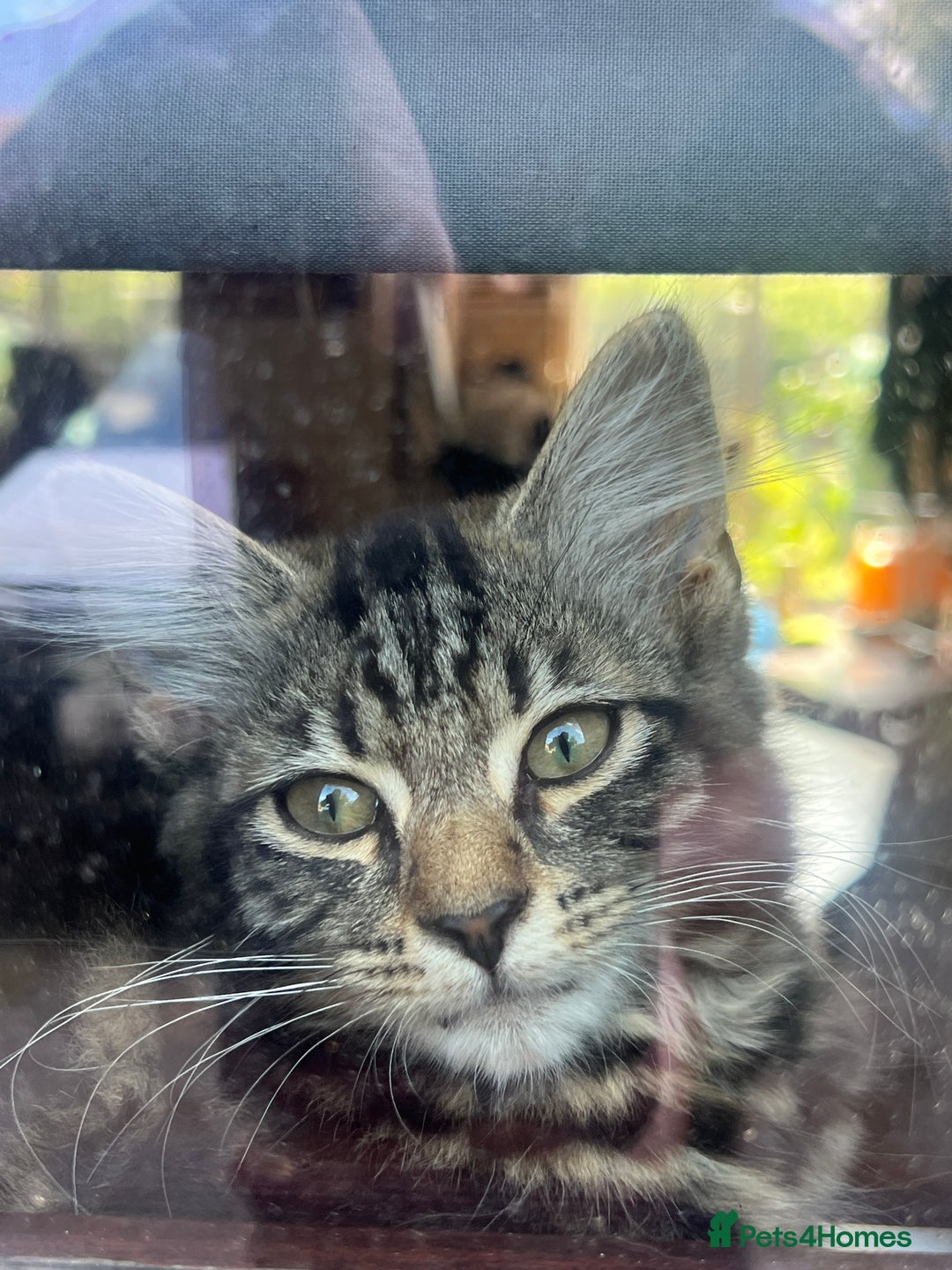 Mixed Breed cats for sale: 2 beautiful kittens looking for a new home - Image 3