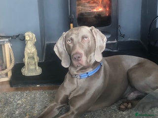 Weimaraner dogs for stud in Oxford - Advert 1