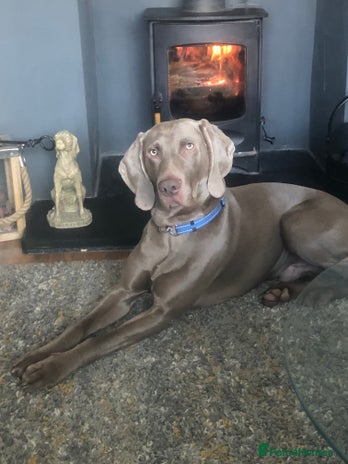 Weimaraner dogs in Oxford - Advert 1