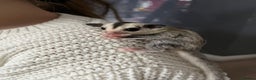 Sugar Glider rodents for sale: Sugar glider babies  - Advert 7