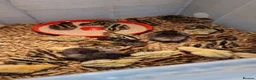 Quail poultry for sale: 🐣 Live Jumbo Coturnix Quail Chicks – Ready Now!  - Advert 8