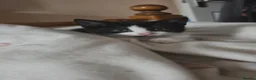 Domestic Shorthair cats for sale: Fluffy kittens - Advert 35