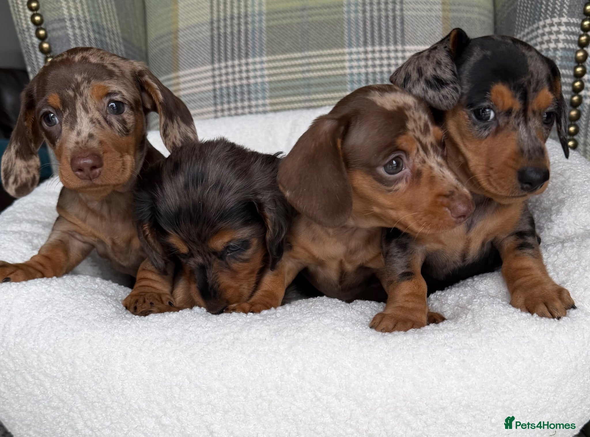 Miniature Dachshund dogs Stunning Dapple Miniature Dachshund’s  - Advert 8