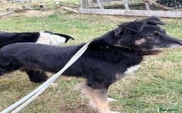 Mixed Breed dogs for adoption: Meet Ollie, currently residing in Essex  - Image 7