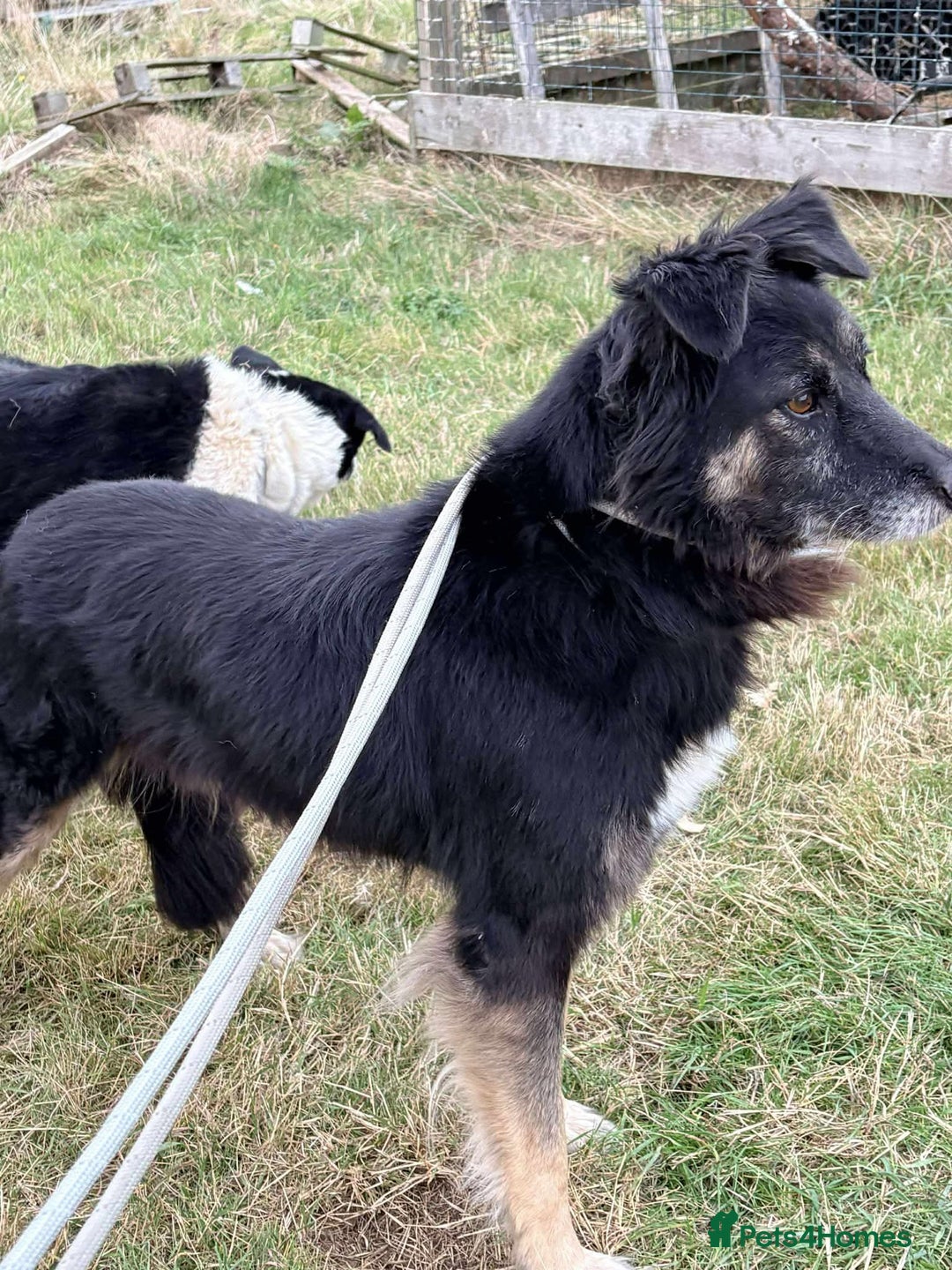 Mixed Breed dogs for adoption: Meet Ollie, currently residing in Essex  - Image 7