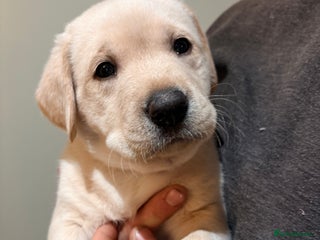 Labrador Retriever dogs Labrador Puppies - Advert 6