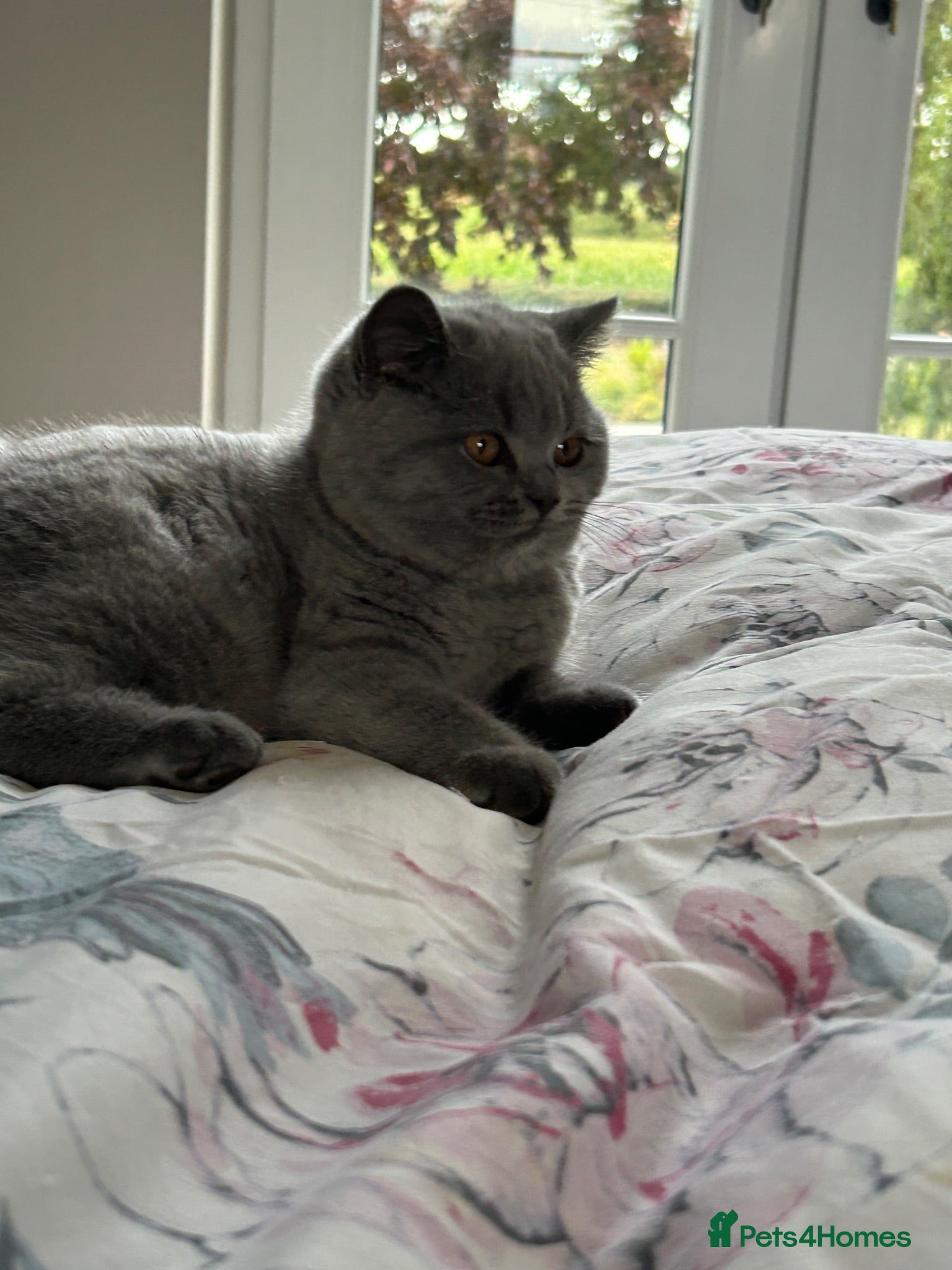 British Shorthair cats GCCF blue female now available... - Advert 3