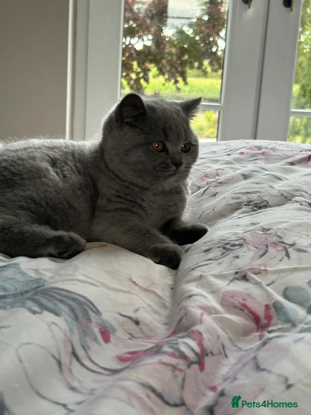 British Shorthair cats for sale: GCCF blue female now available... - Advert 1
