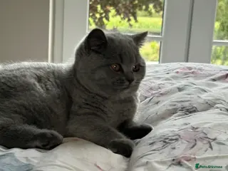British Shorthair cats GCCF blue female now available... - Advert 3