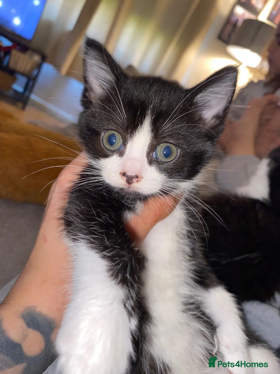 Mixed Breed cats for sale: 2x kittens available  in Oldbury - Advert 7