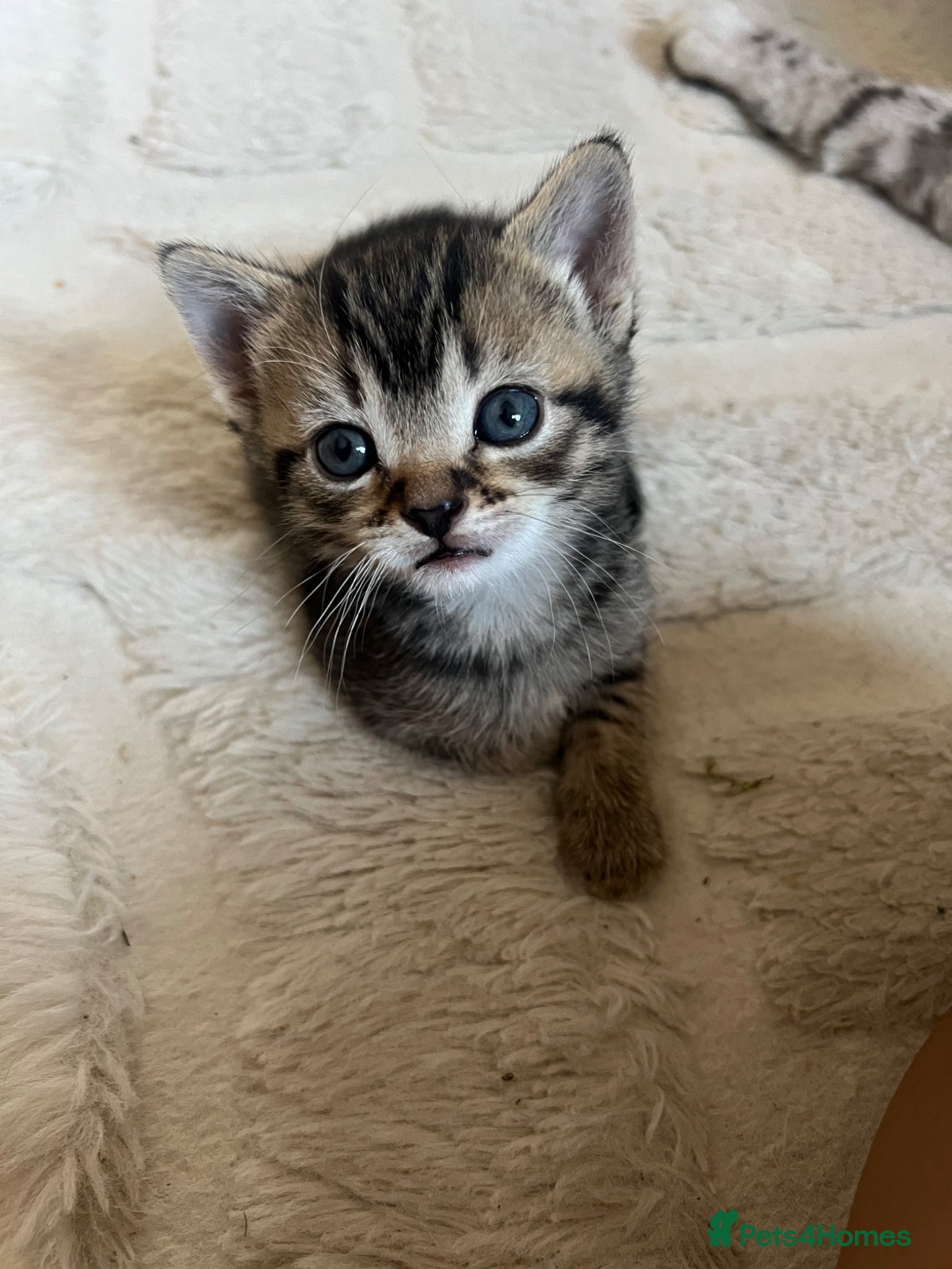 Mixed Breed cats for sale: Beautiful bengal mixed kittens  - Advert 2