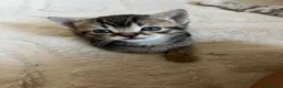 Mixed Breed cats for sale: Beautiful bengal mixed kittens  - Advert 3
