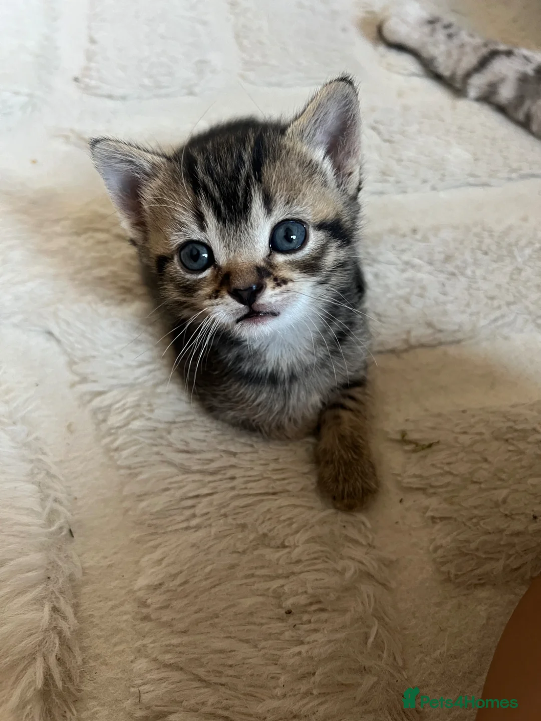 Mixed Breed cats for sale: Beautiful bengal mixed kittens  - Advert 1