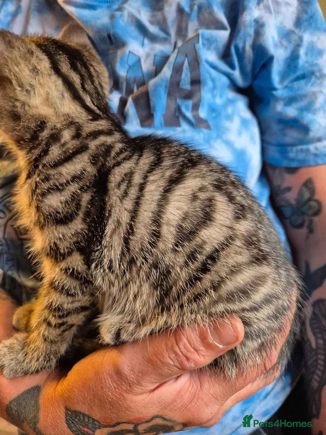 Domestic Shorthair cats for sale: Mackerel Tabby kittens (ready now) - Advert 2
