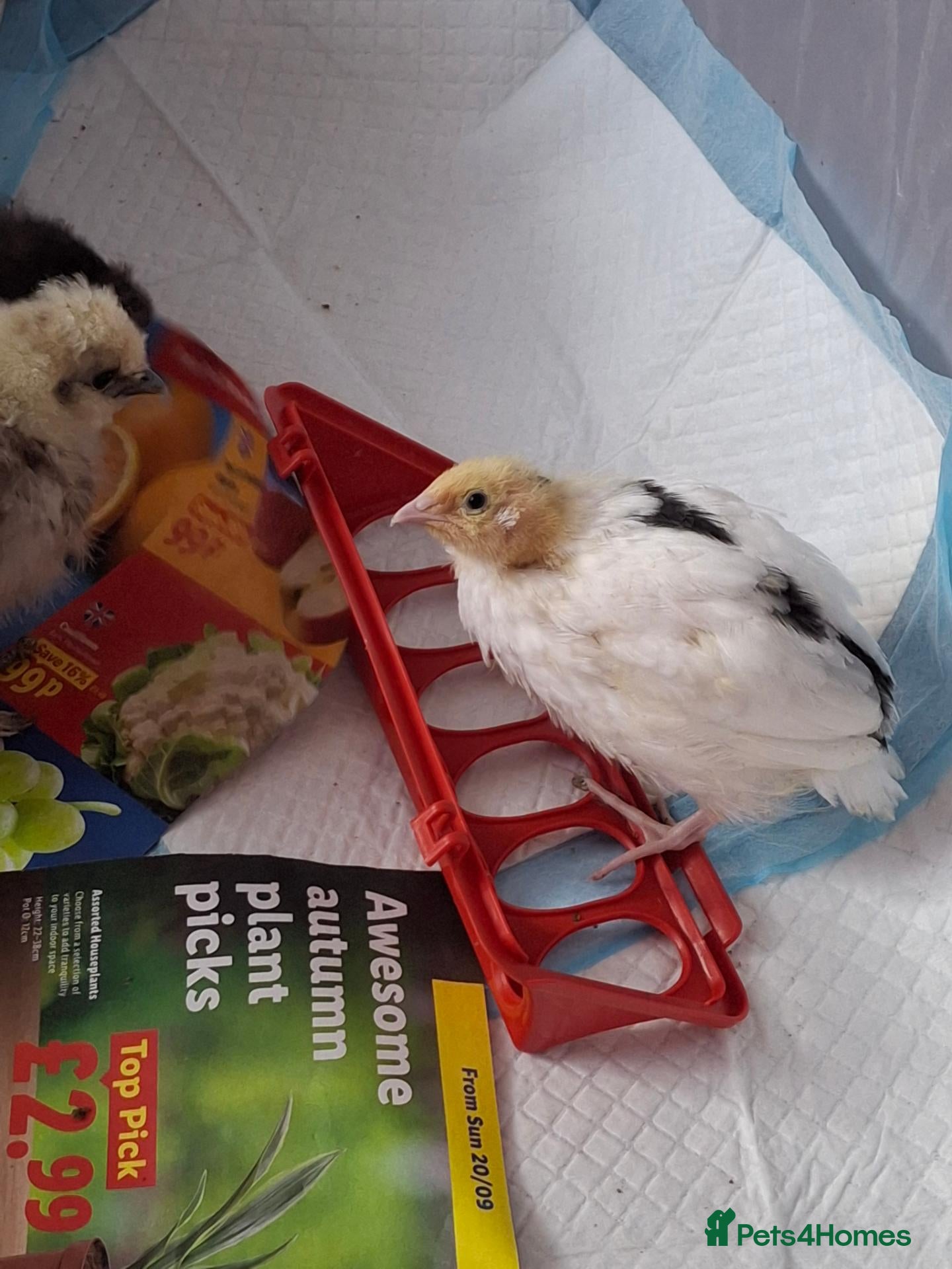 Quail poultry for sale: Quail Chick - Rehome - Advert 2