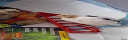 Quail poultry for sale: Quail Chick - Rehome in Oldham - Advert 1