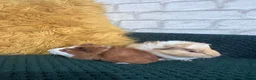 Guinea Pig rodents for sale: Two baby boars  in Emsworth - Advert 6