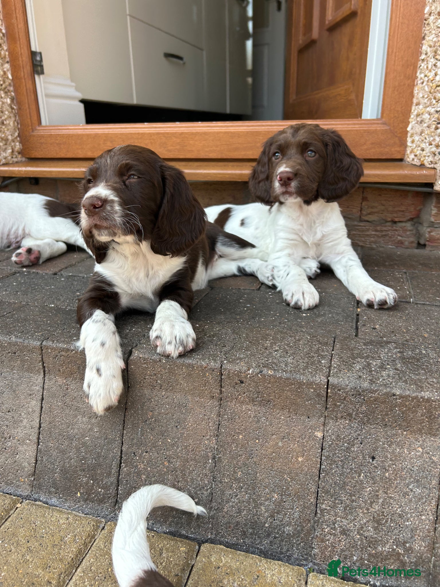 English Springer Spaniel dogs Well bred ESS Puppies KC Registered  - Advert 6