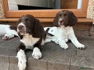 English Springer Spaniel dogs Well bred ESS Puppies KC Registered - Advert 6