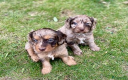 Cavapoo dogs for sale: Stunning Cavapoo babies  - Image 18