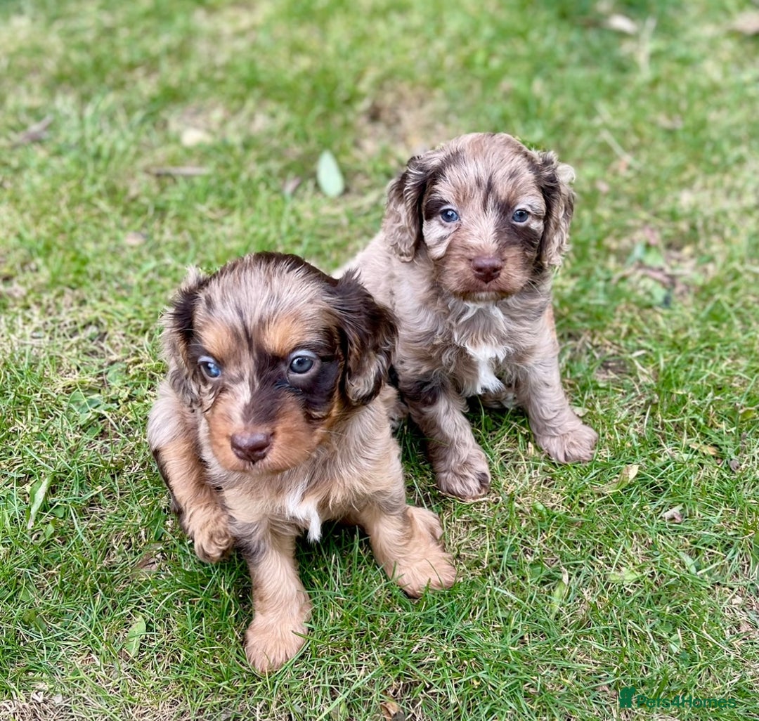 Cavapoo dogs for sale: Stunning Cavapoo babies  - Image 18