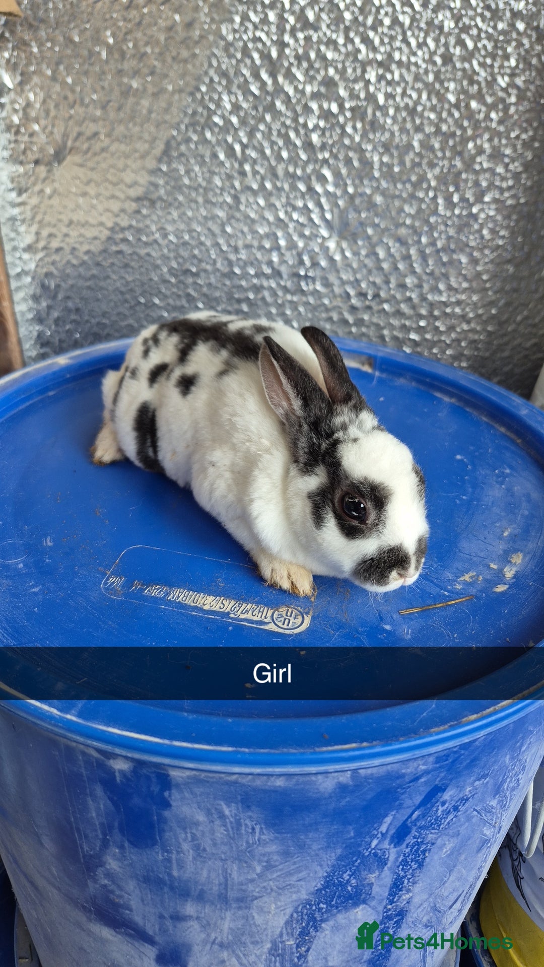 Rex rabbits for sale: Mini Rex Baby Rabbits - Advert 6