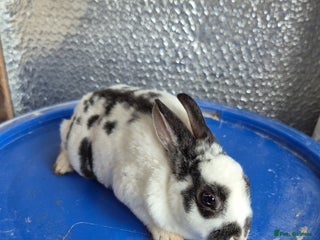 Rex rabbits Mini Rex Baby Rabbits - Advert 18