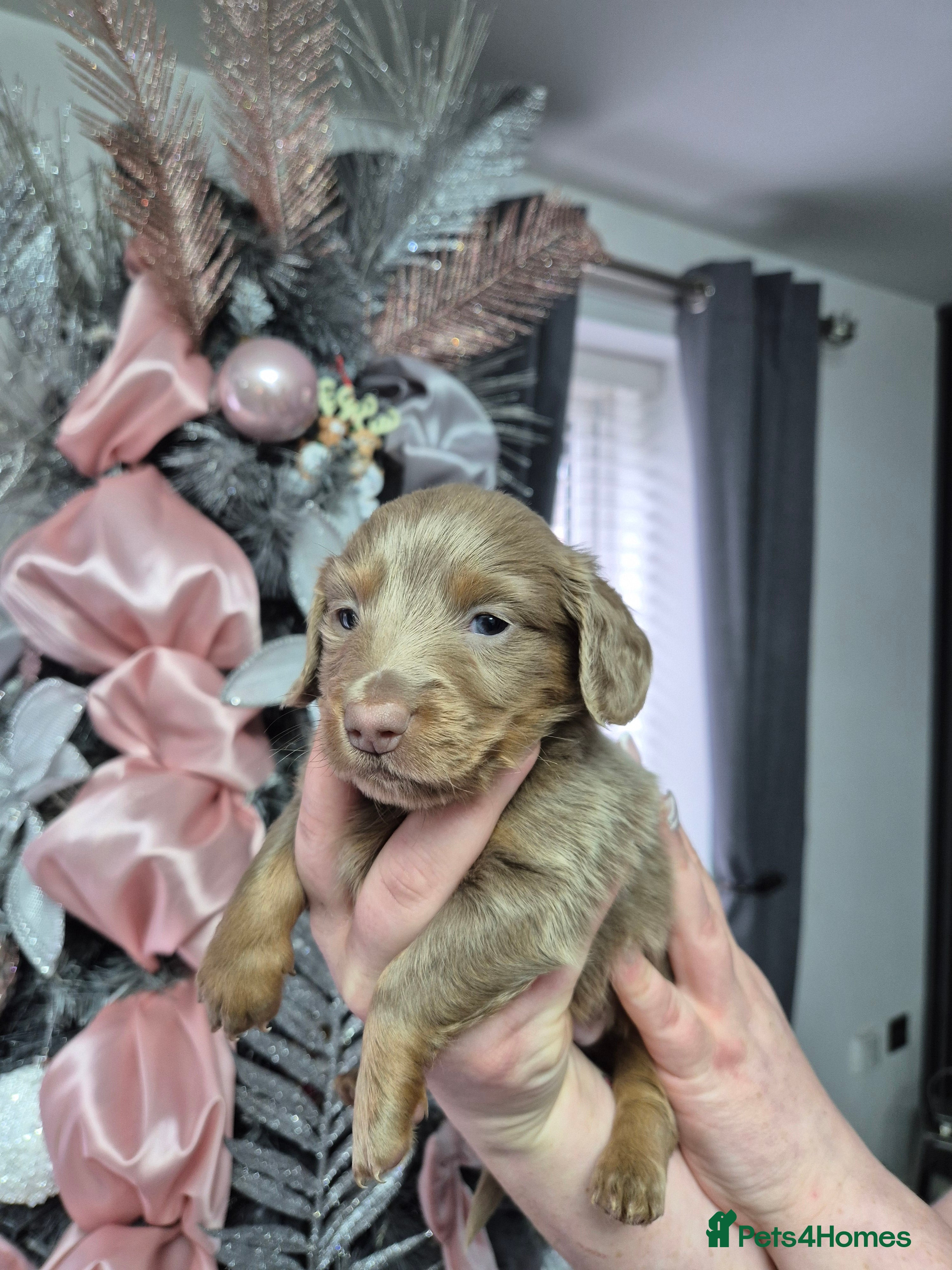 Dachshund dogs Long haired minature daschunds - Advert 5