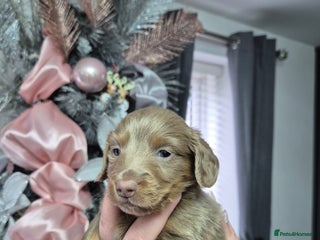 Dachshund dogs Long haired minature daschunds - Advert 5