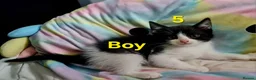Mixed Breed cats for sale: Kitten  - Advert 2