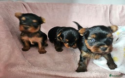 Yorkshire Terrier dogs for sale: Yorkshire terrier (miniature) - Image 20