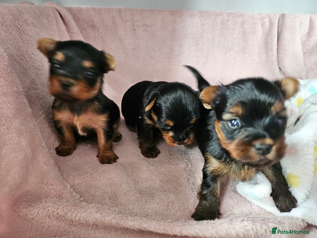 Yorkshire Terrier dogs for sale: Yorkshire terrier (miniature) - Image 20