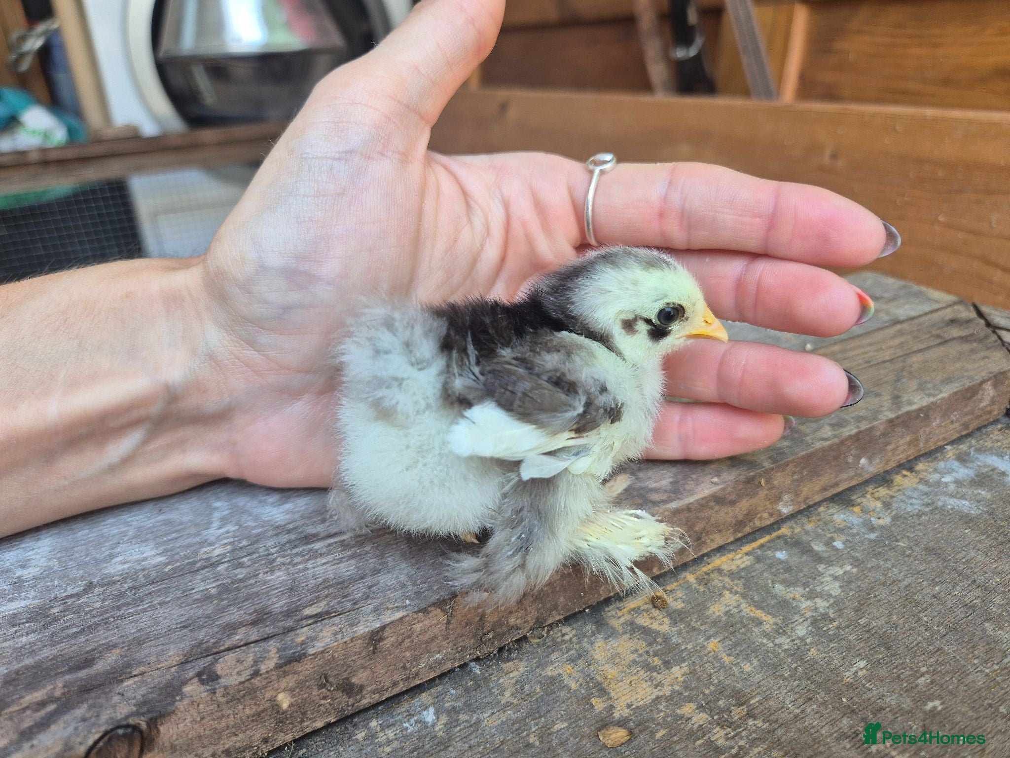 Chickens poultry Pekin Bantam Chicks - Advert 1