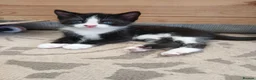Mixed Breed cats for sale: Mixed breed Kittens for sale  - Advert 3