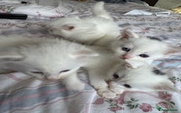 Ragcoon cats for sale: Kittens for sale  - Image 10