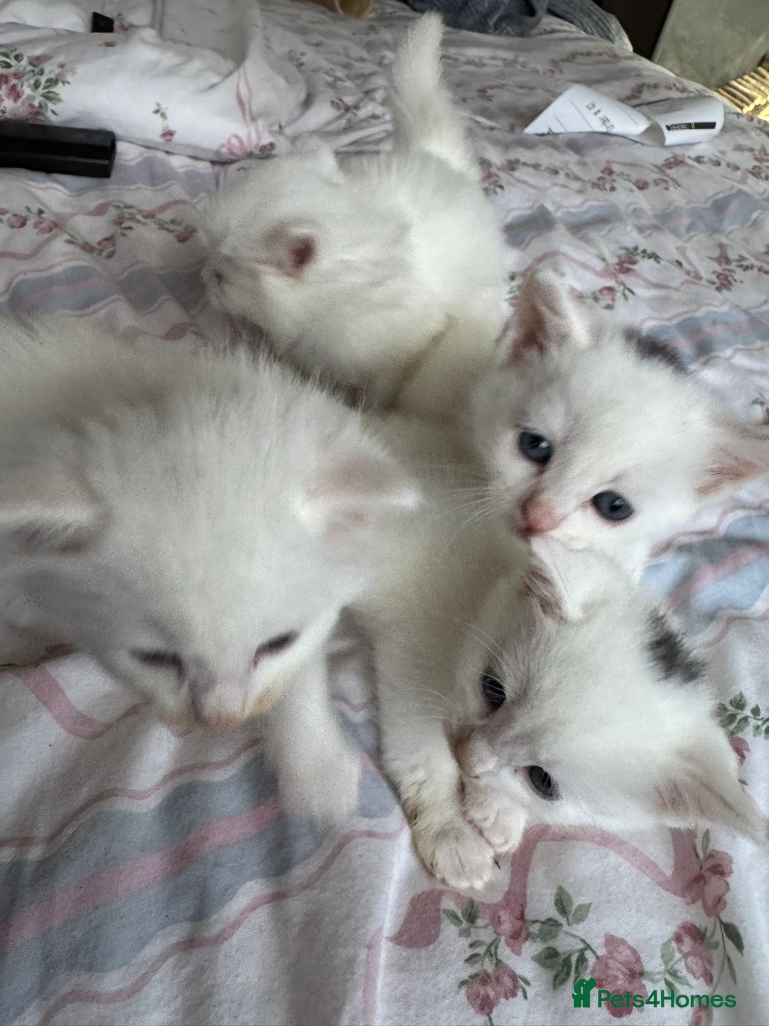 Ragcoon cats for sale: Kittens for sale  - Image 10