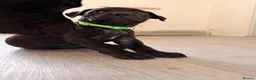 Mixed Breed dogs for sale: C. Graham - Advert 7