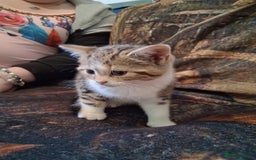 Mixed Breed cats for sale: Scottish straight cross kittens  - Image 15