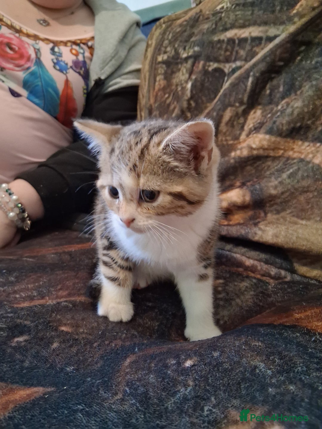 Mixed Breed cats for sale: Scottish straight cross kittens  - Image 15